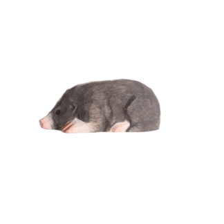 rotating picture of a mole