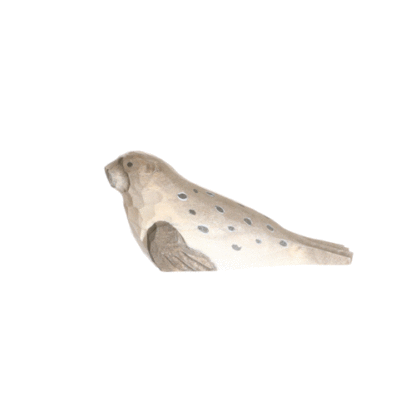 rotating picture of a harbour seal