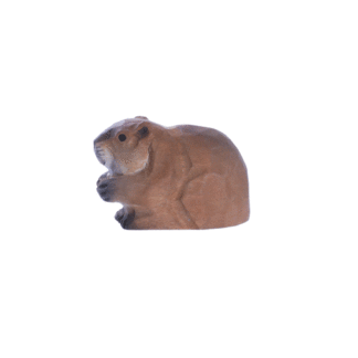 rotating picture of a beaver